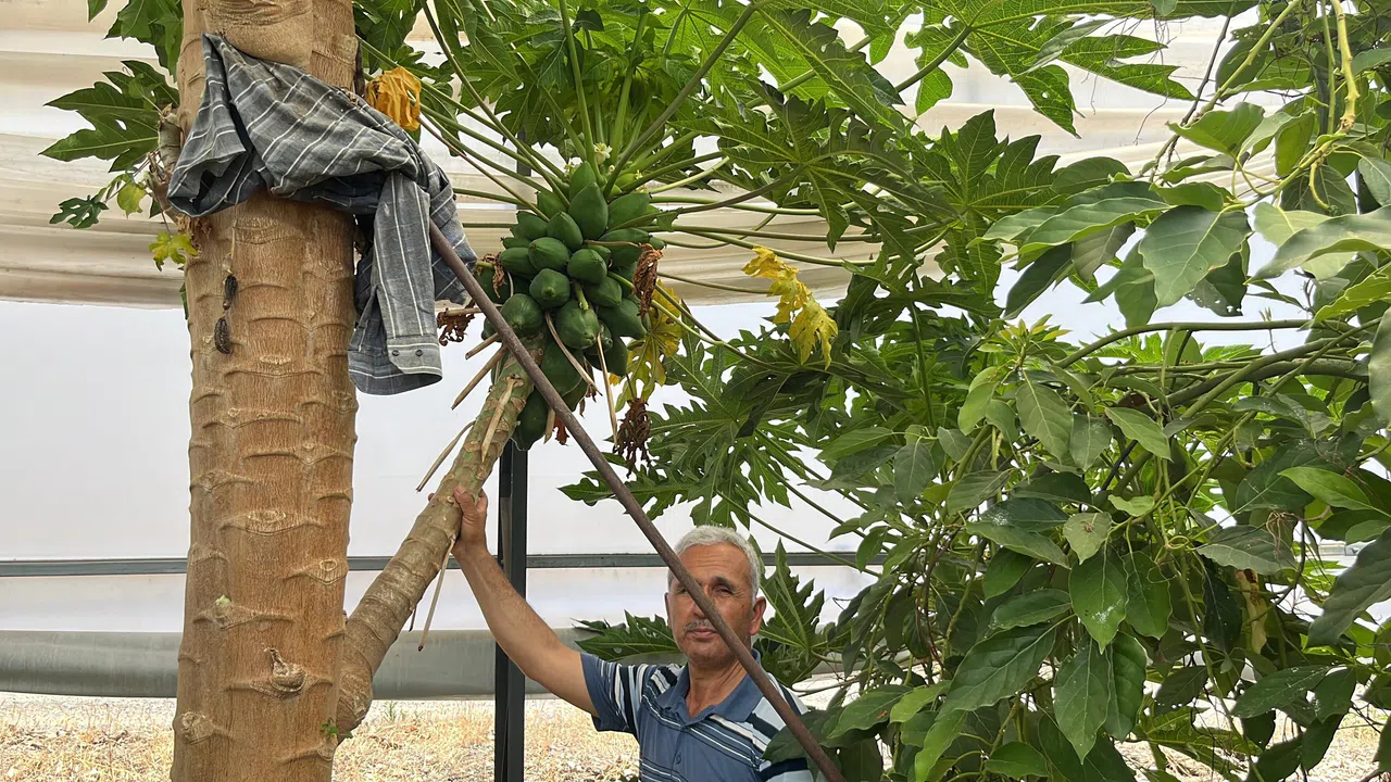 Papaya Hasadı Başladı, Kilosu 100 Liraya Kadar Alıcı Buluyor