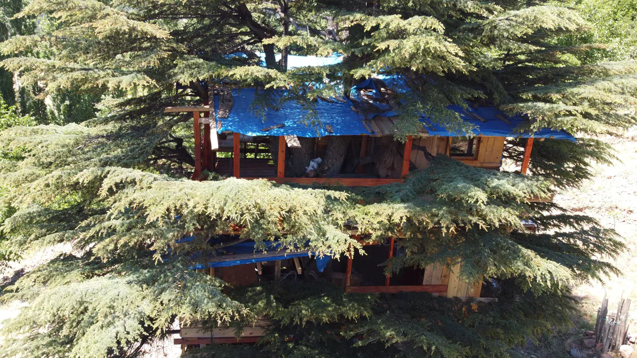 Sedir ağacına 'masal diyarı' evi yaptılar