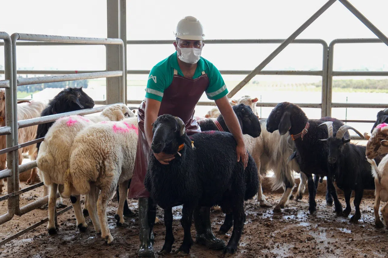 Şehitlerin Anısına Kurban Kesildi