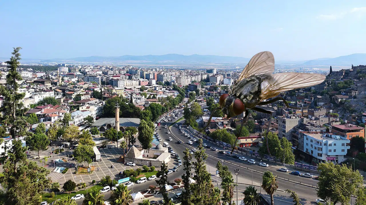 Kahramanmaraş’ta Yaz Gecelerin Kabusu; Karasinek!