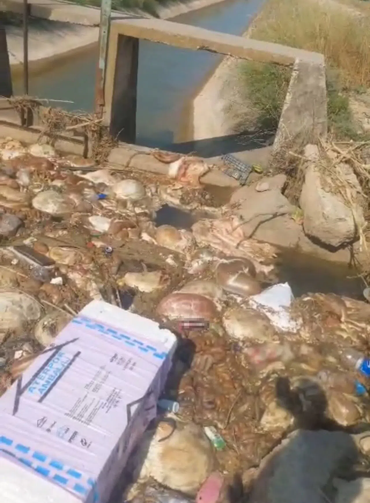 Sulama Kanalları Hayvan Pislikleriyle Doldu Taştı