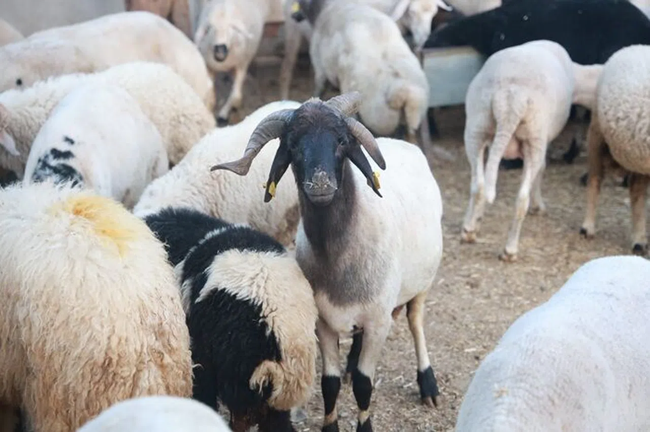 Sürüdeki 200 Hayvan Arasından 3 Boynuzuyla Ön Plana Çıkan ‘Ahırın Süsü' İlgi Odağı Oldu