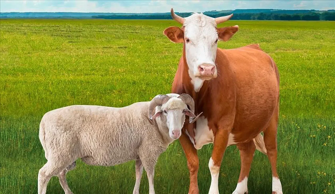 Kahramanmaraş’ta Satılamayan Kurbanlıkları Devlet Satın Alacak