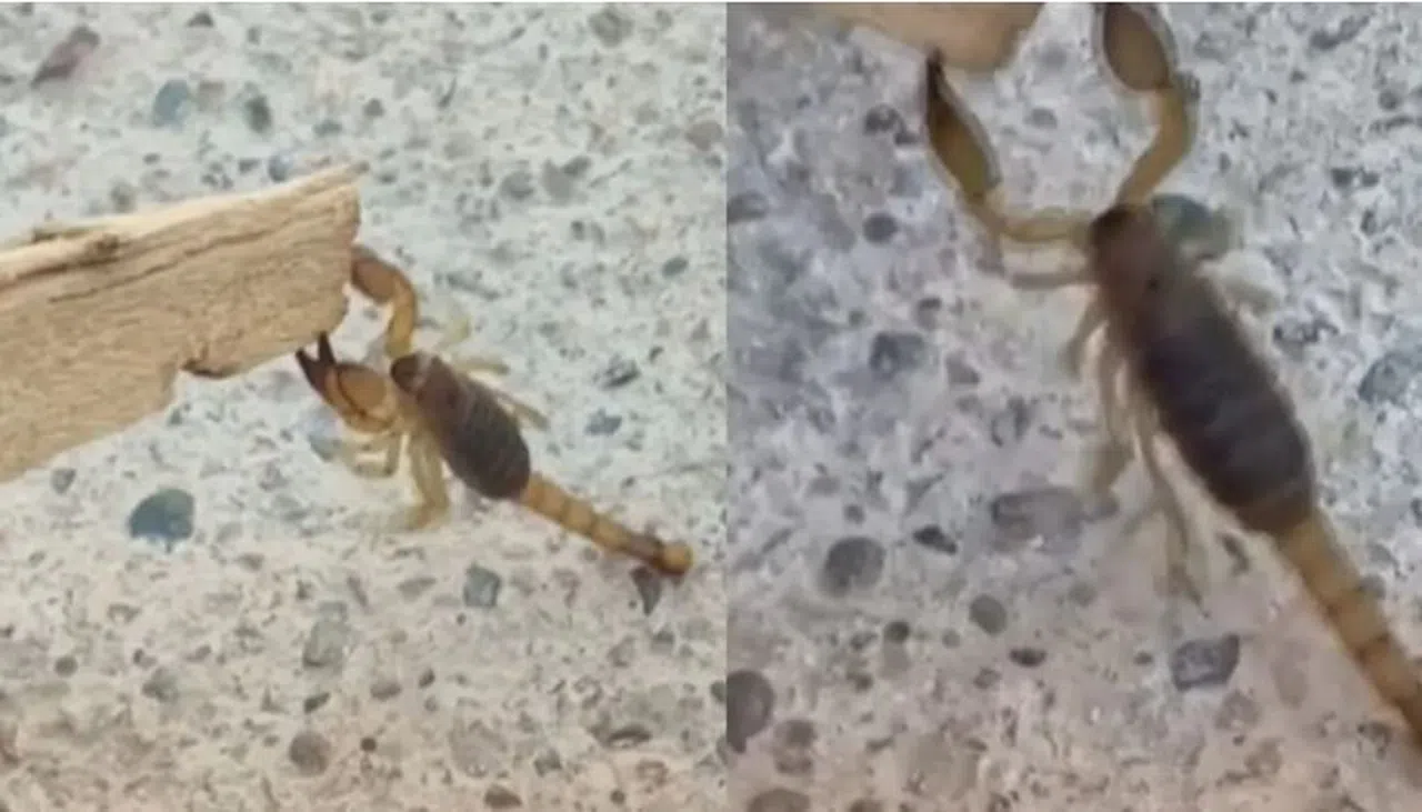 Kahramanmaraş’ta Akrep Alarmı Evlerde Görülmeye Başladı