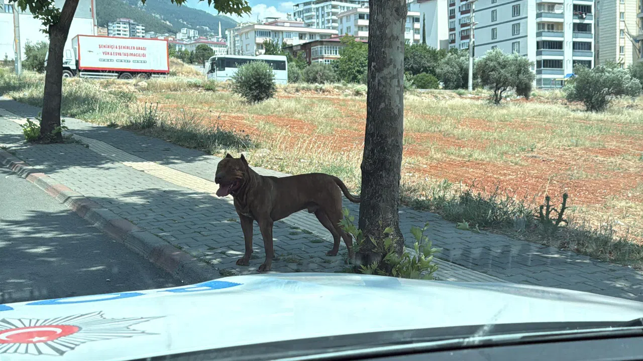 Kahramanmaraş’ta Başıboş Pitbull Alarmı: Vatandaşlara Uyarı!