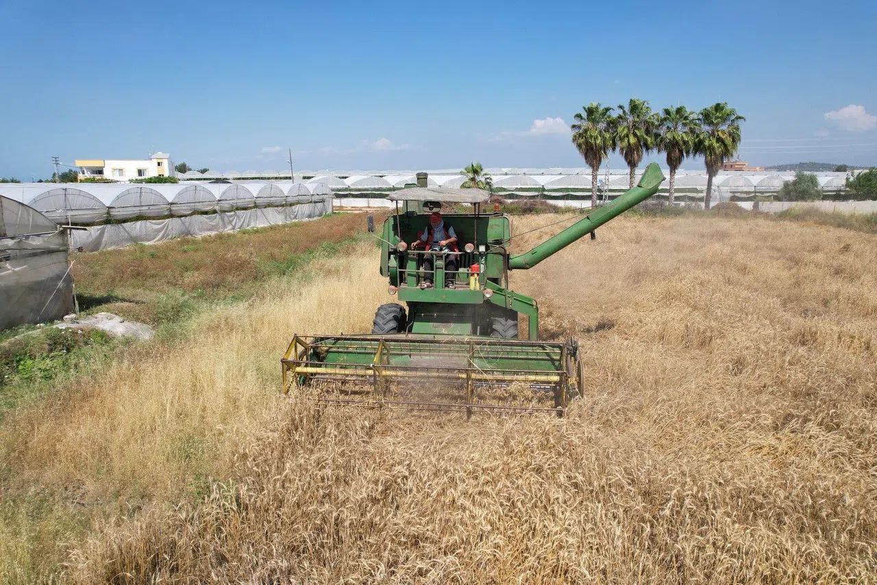 Yerli Buğdayın Hasadı Gerçekleştirildi