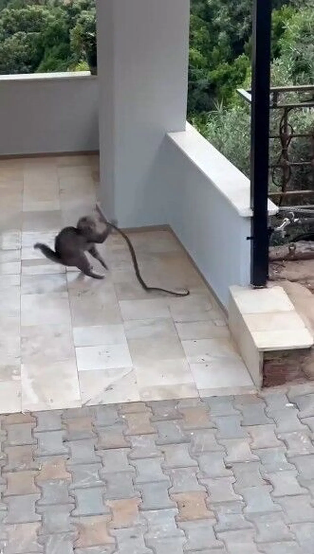 Yılana Kafa Tutan Kedi