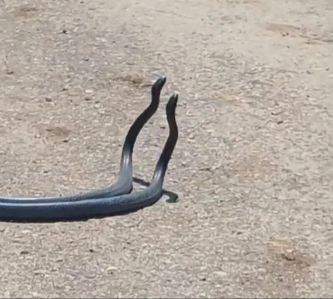 Yılanların Dansı Kameraya Yakalandı