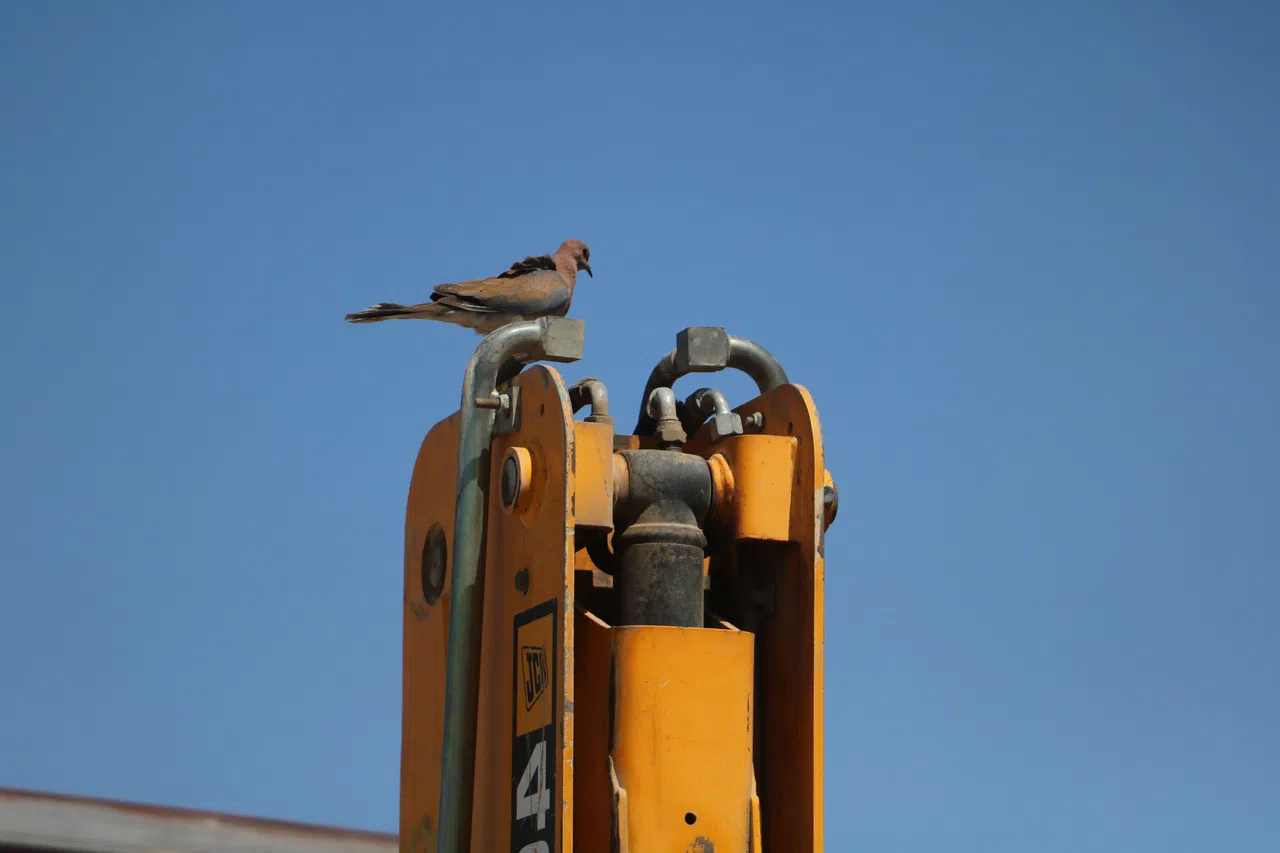 Yuva Bozulmasın Diye Kepçesine 23 Gündür Kontak Vurmadı