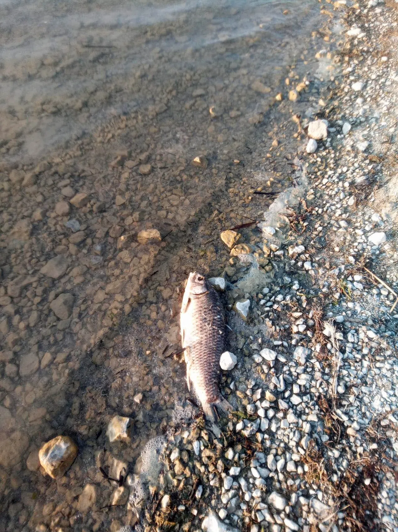 Yüzlerce Sazan Balığı Ölü Bulundu