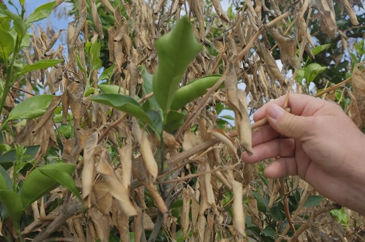 Zirai Donun Olumsuz Etkileri Sürüyor