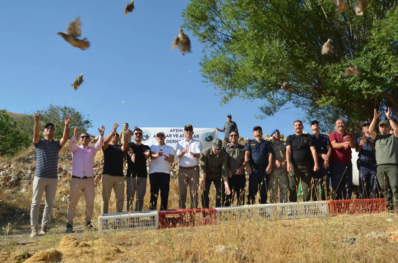 Kahramanmaraş’ta Keklikler Keneyle Mücadele İçin Doğaya Salındı