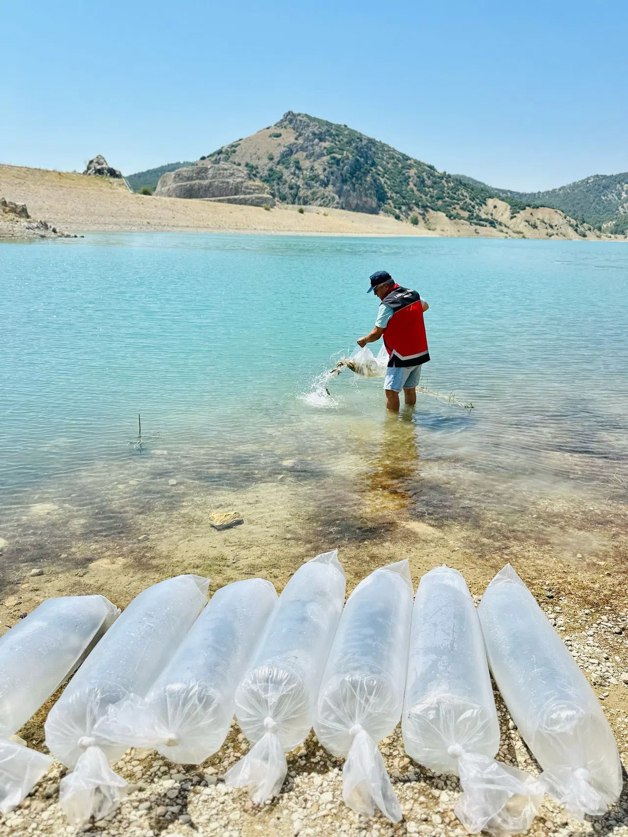 60 Bin Sazan Balığı Doğaya Bırakıldı