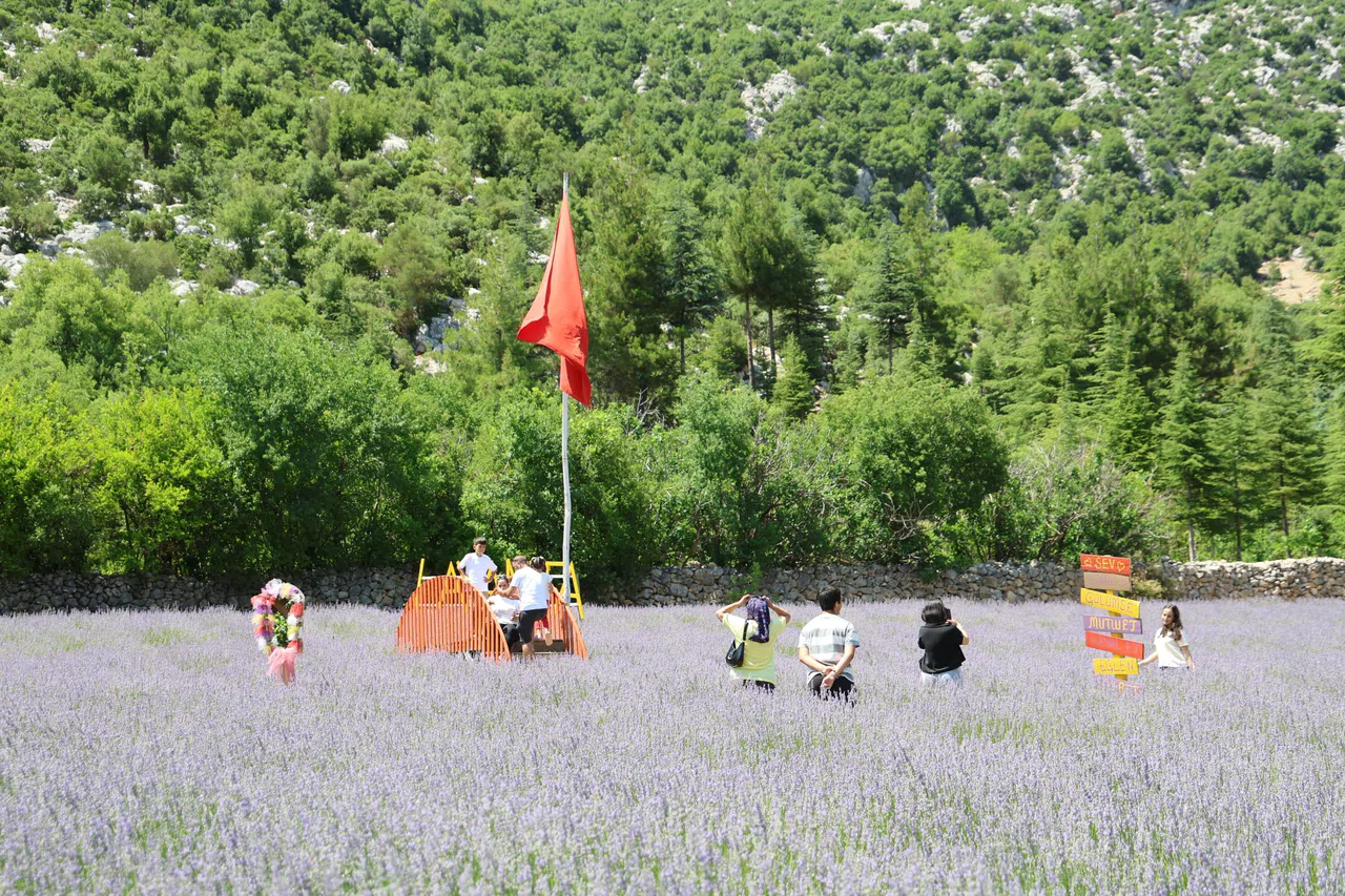 Lavanta Kokulu Hanımağalar