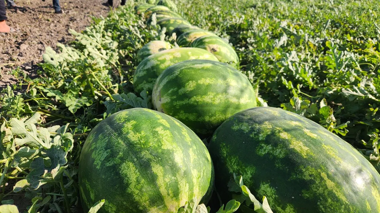 Zararına satmaktansa karpuzu vatandaşa dağıtacağım