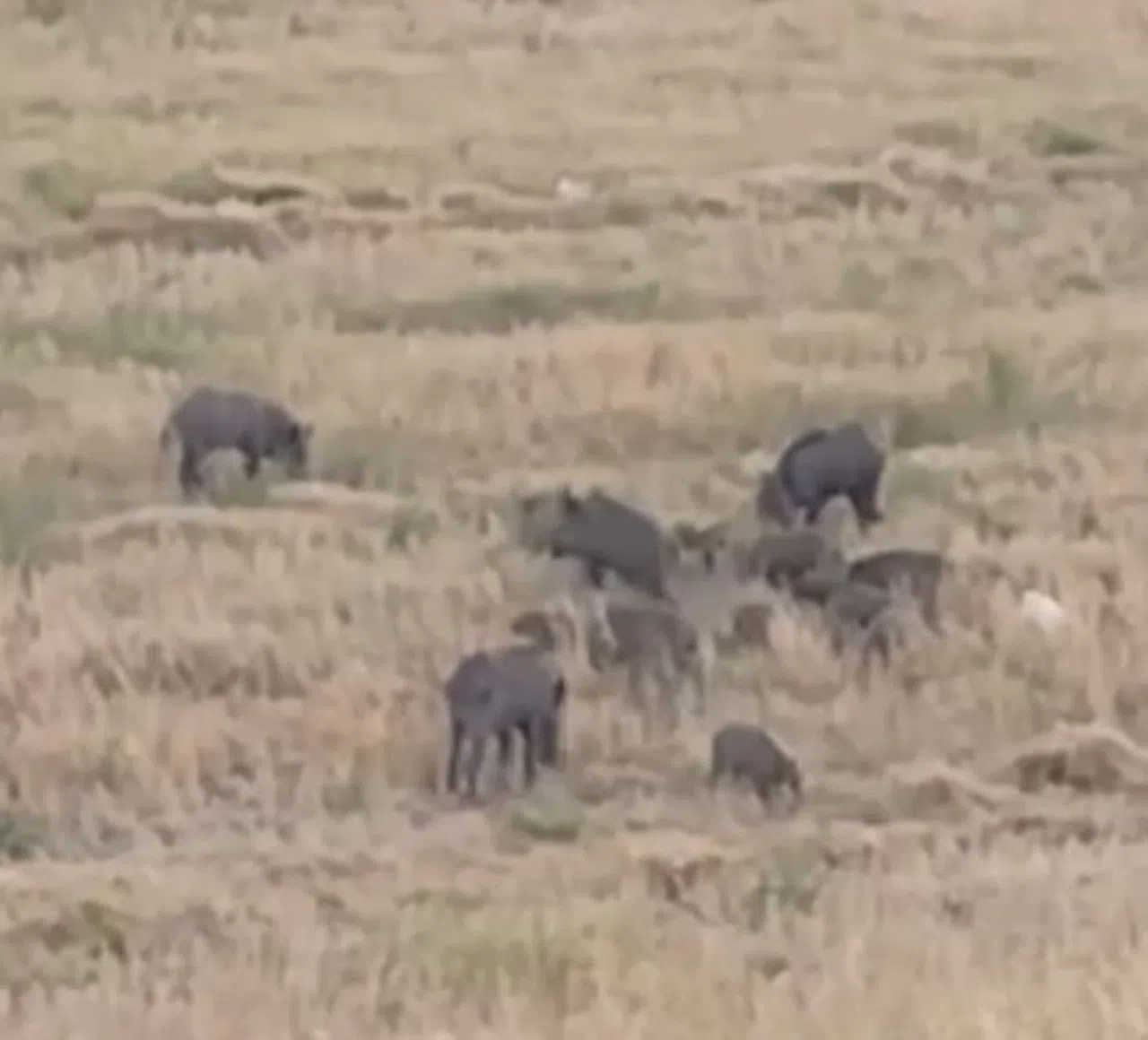 Aç Kalan Domuz Sürüsü Şehre İndi