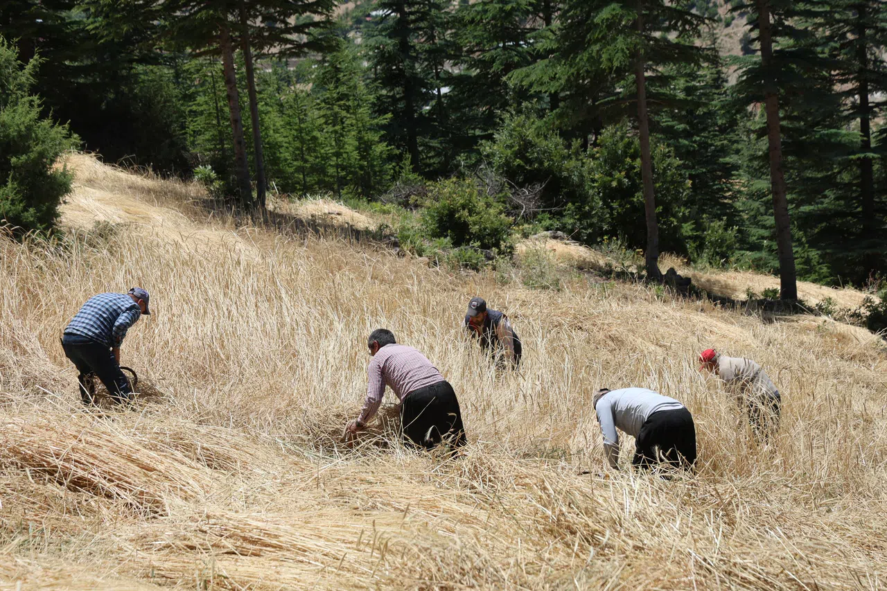 Teknoloji Girmedi, Gelenek Yaşadı: Ellik ve Orak Yine Başrolde