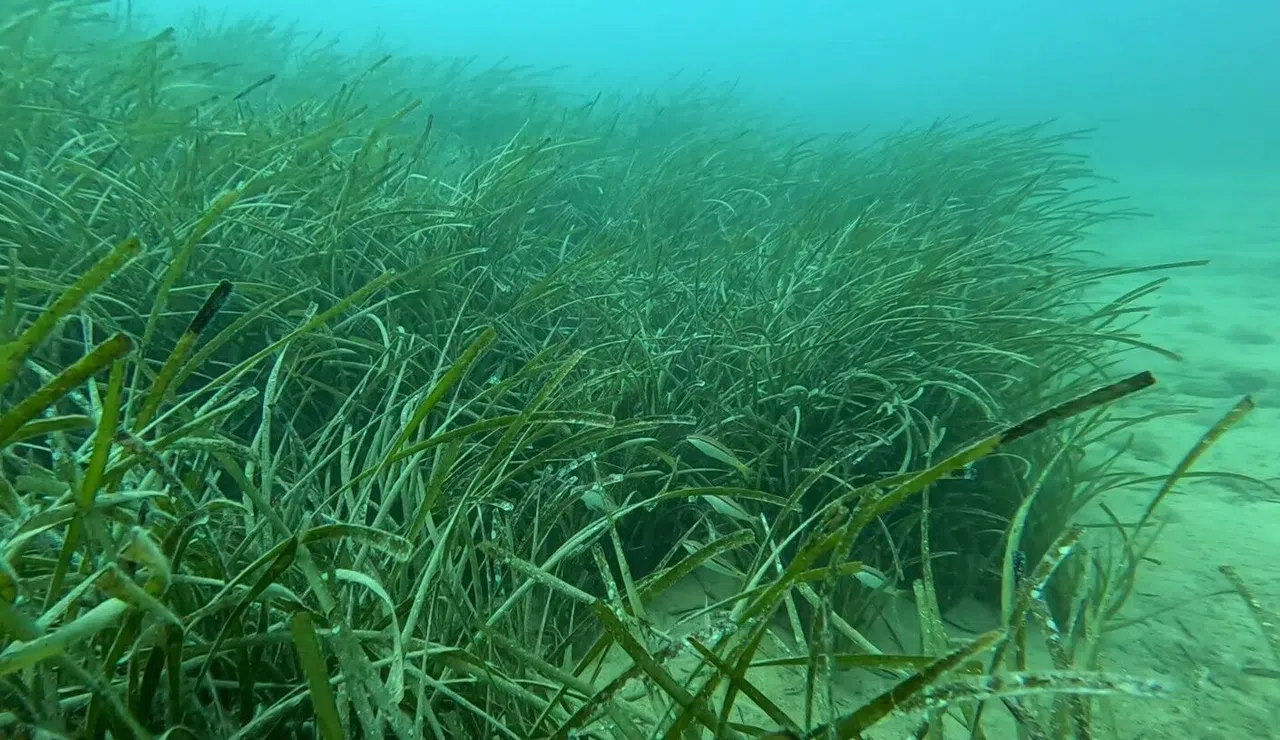 Denizlerin Akciğerleri Tehlikede: Akdeniz Çayırları Yok Oluyor