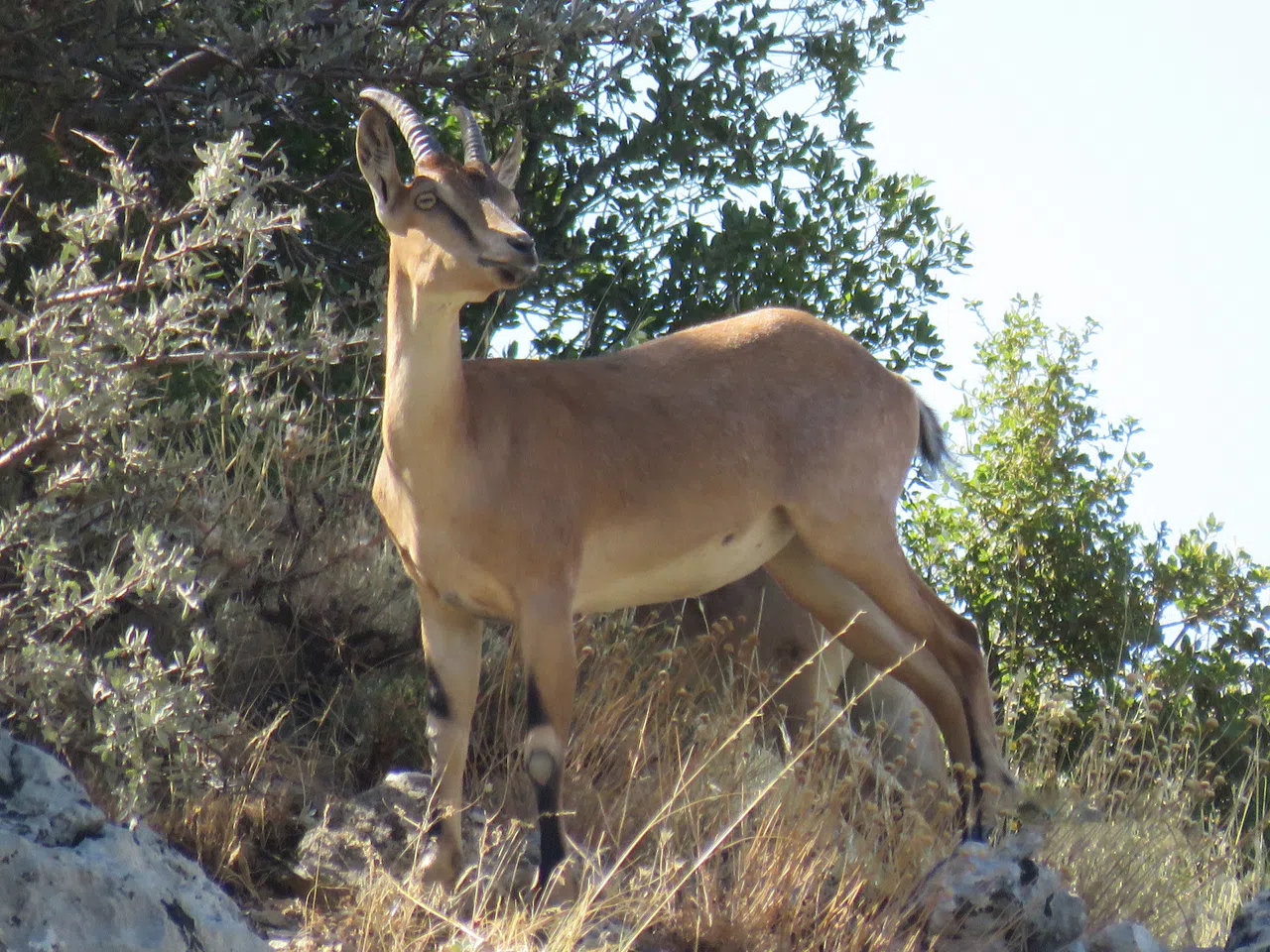 Kahramanmaraş’ta Geyik Sürüsü Heyecan Yarattı