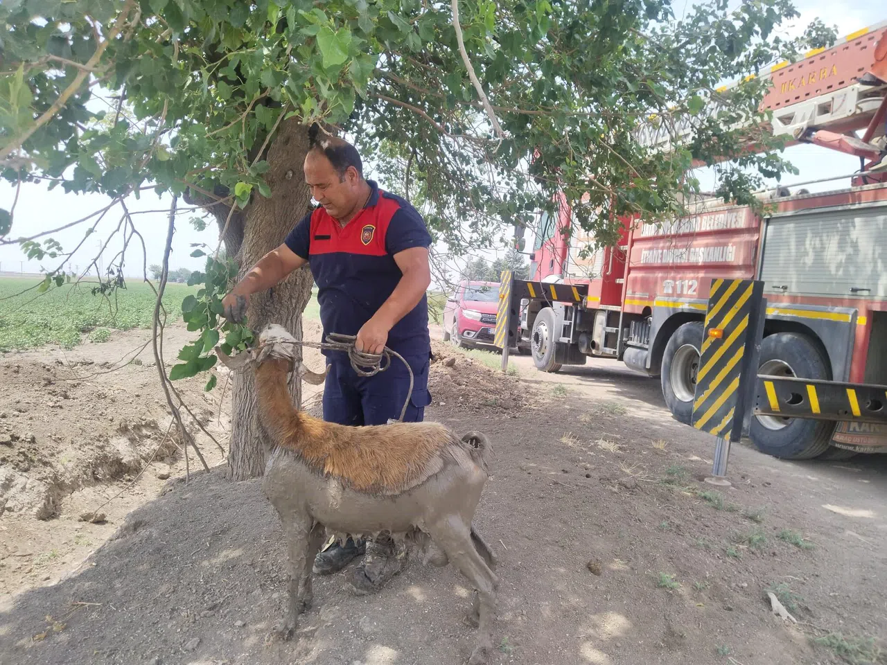 Derede Çamura Saplanan Koyunu İtfaiye Ekipleri Kurtardı