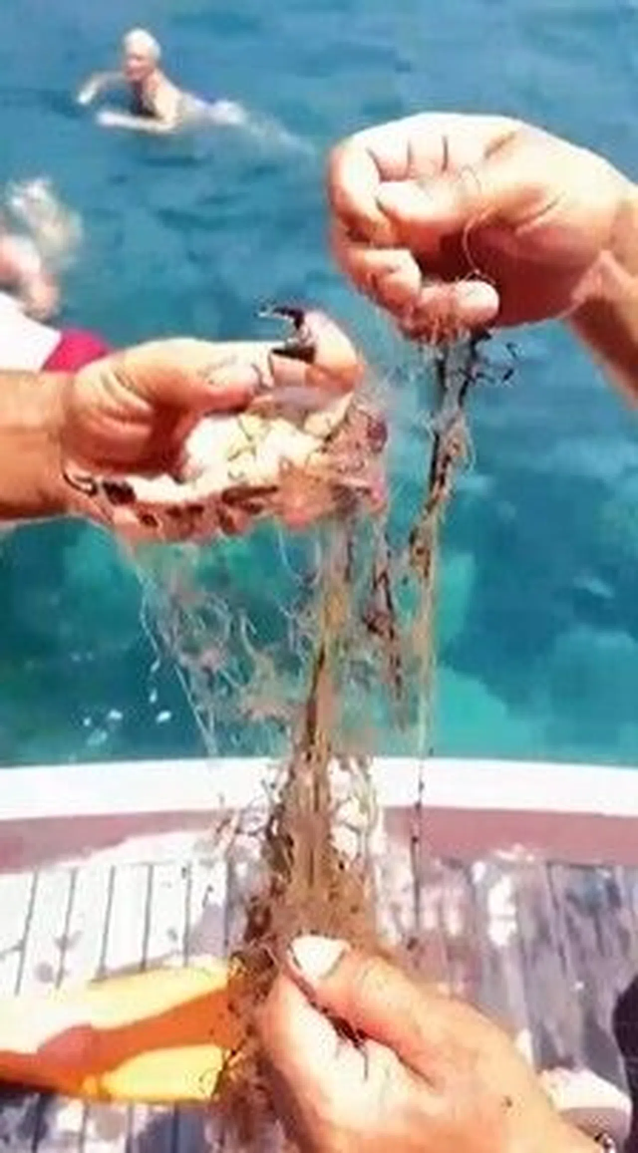 Ağa Takılan Yengeçler Kurtarıldı