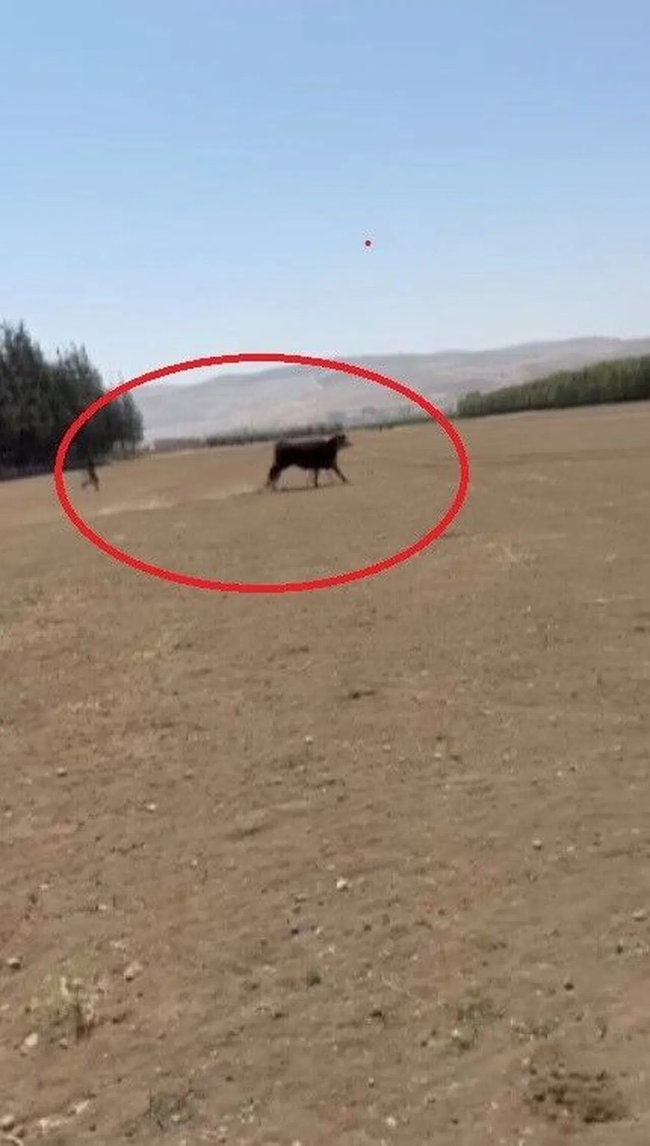 Angus Tehlikesi: Besici Vatandaşı Uyardı, “Kaçın!”