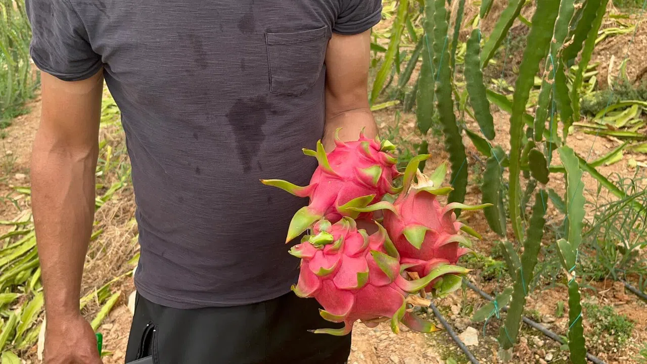 Ejder Meyvesi Hasadı Başladı, Kilosu 200 TL'yi Buluyor