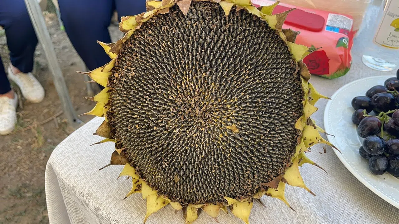 Ayçiçek Hasadı Başladı