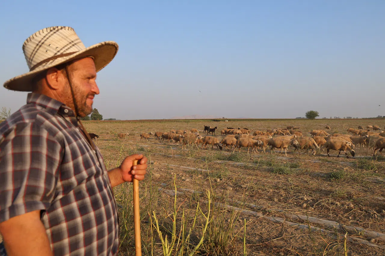 50 Derece Sıcakta Hayvan Otlatıyorlar