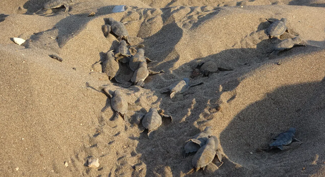 Deniz Kaplumbağalarının İlk Yavruları Akdeniz'le Buluştu