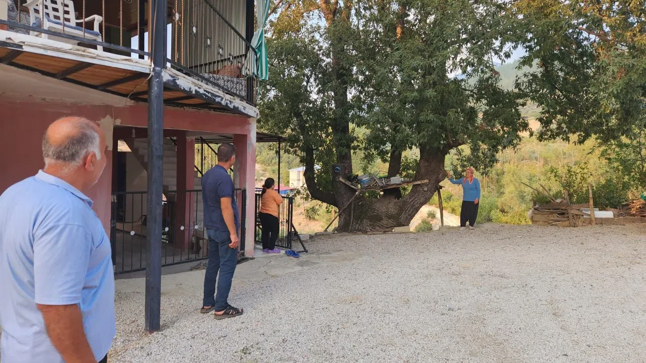 Dallarıyla "Allah" Lafzı Yazılı Asırlık Ağaç İlgi Çekiyor