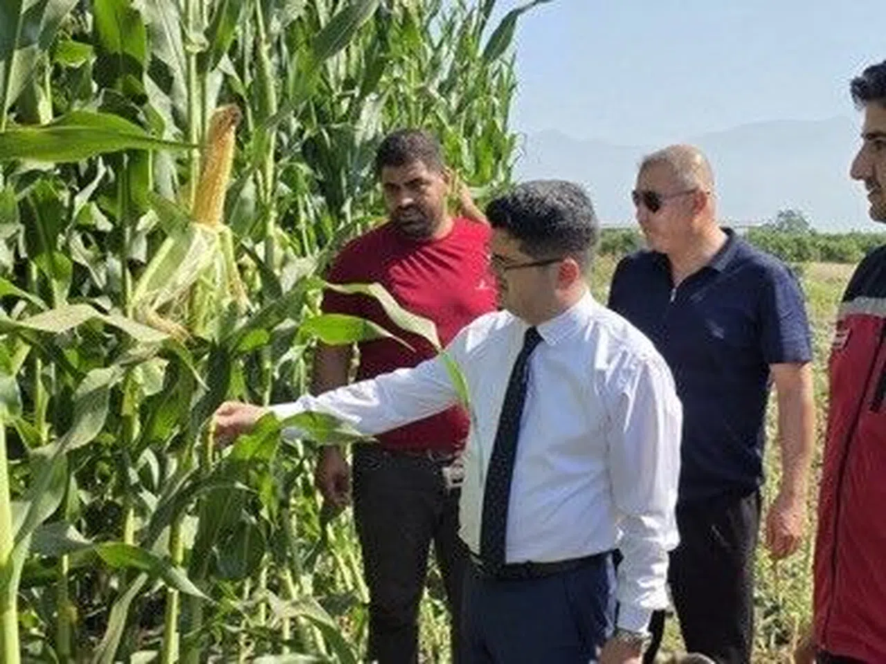 Silajlık Mısır Hasadı Başladı