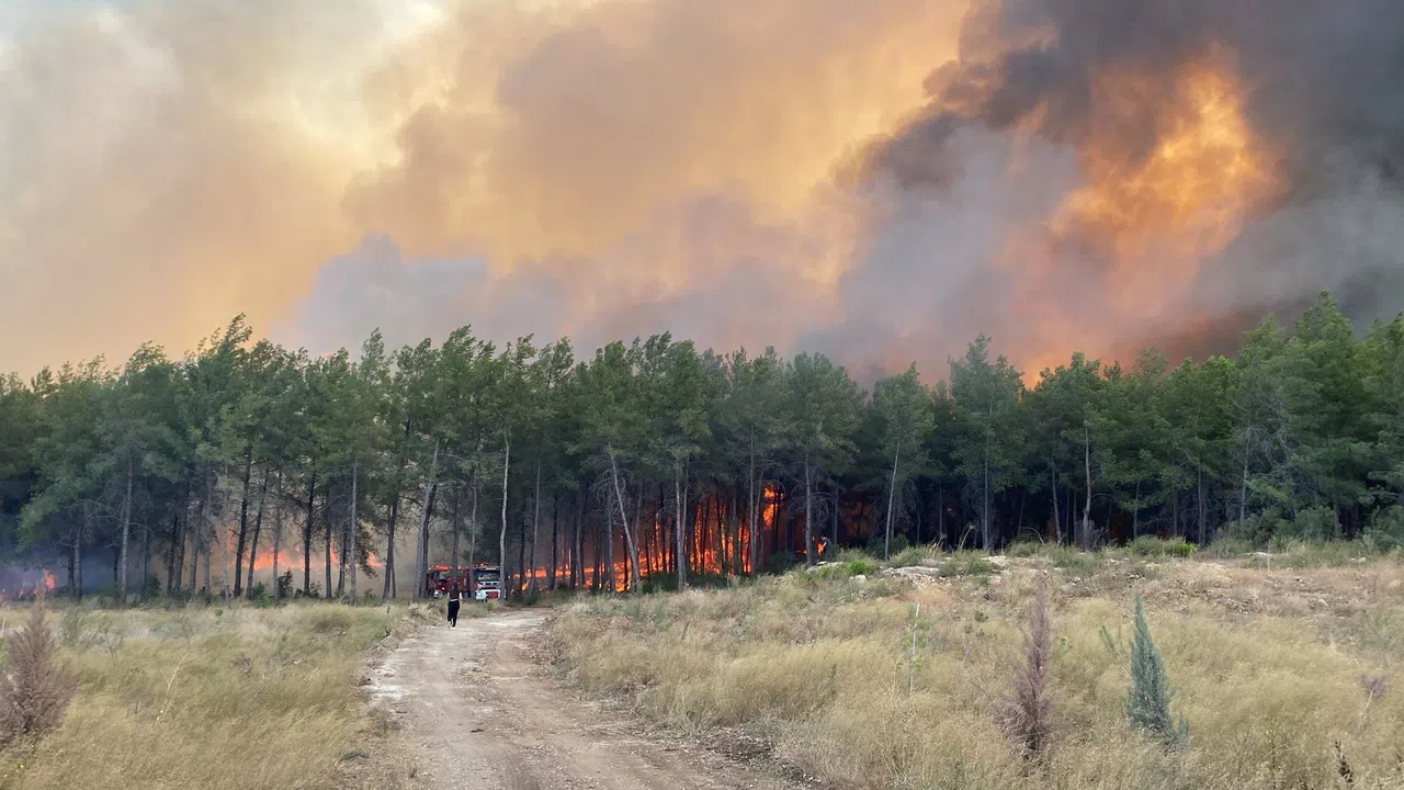 Orman Yangını