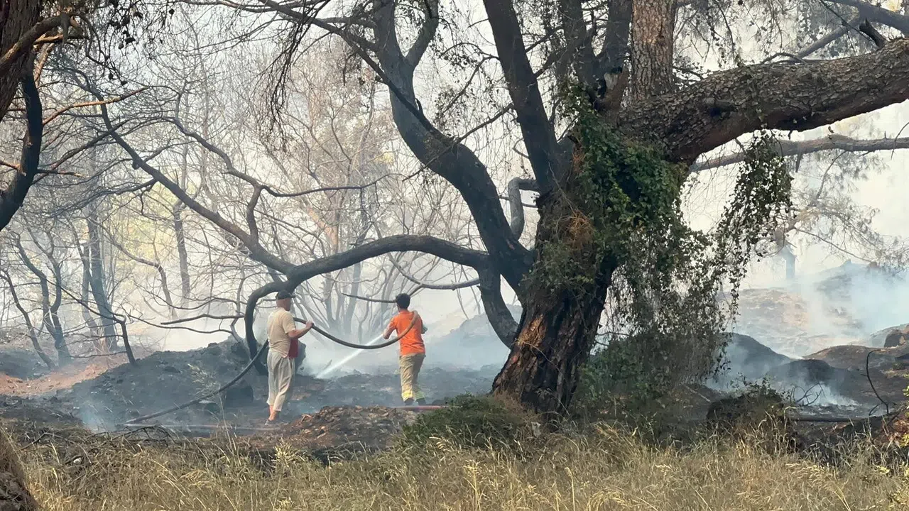 Bir Orman Yangını Daha