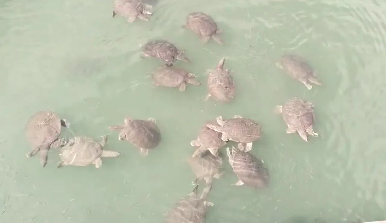 Saldırgan Nil Kaplumbağası Uyarısı