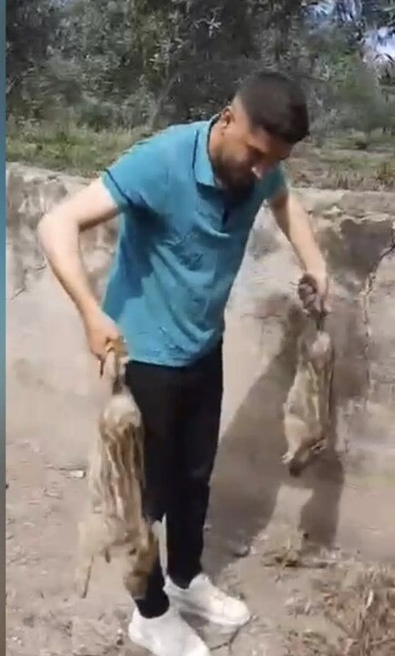 Sulama Havuzuna Düşen 10 Domuz Yavrusu Kurtarıldı