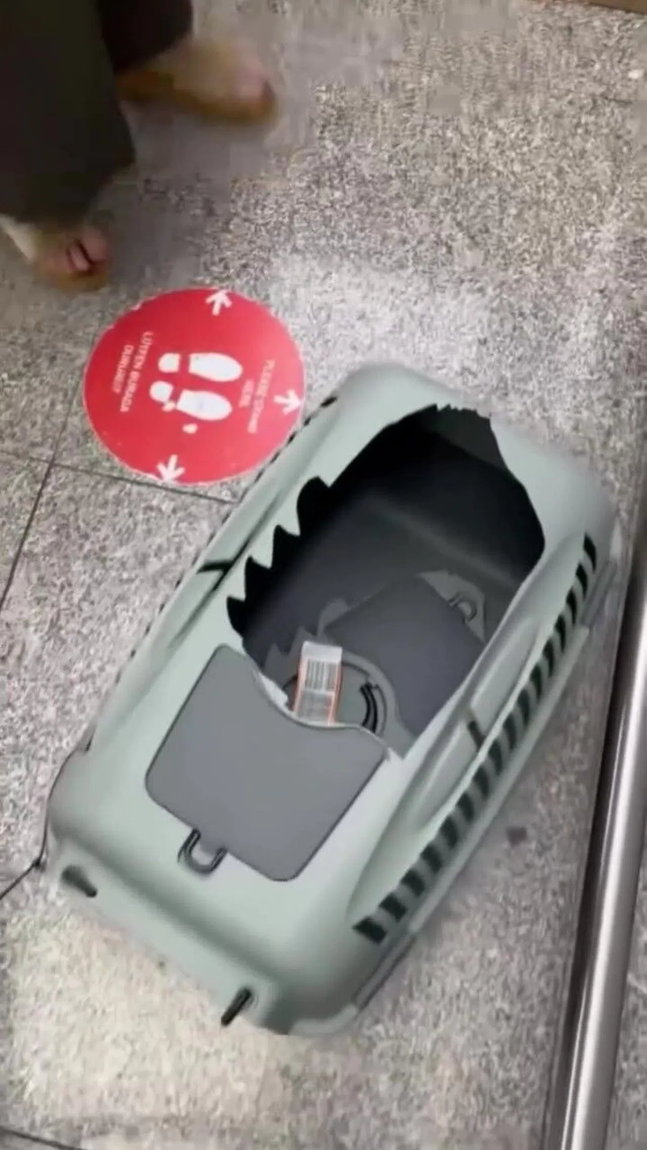 Evcil Hayvanlarını Uçağın Kargo Bölümünden Teslim Alınca Çılgına Döndü