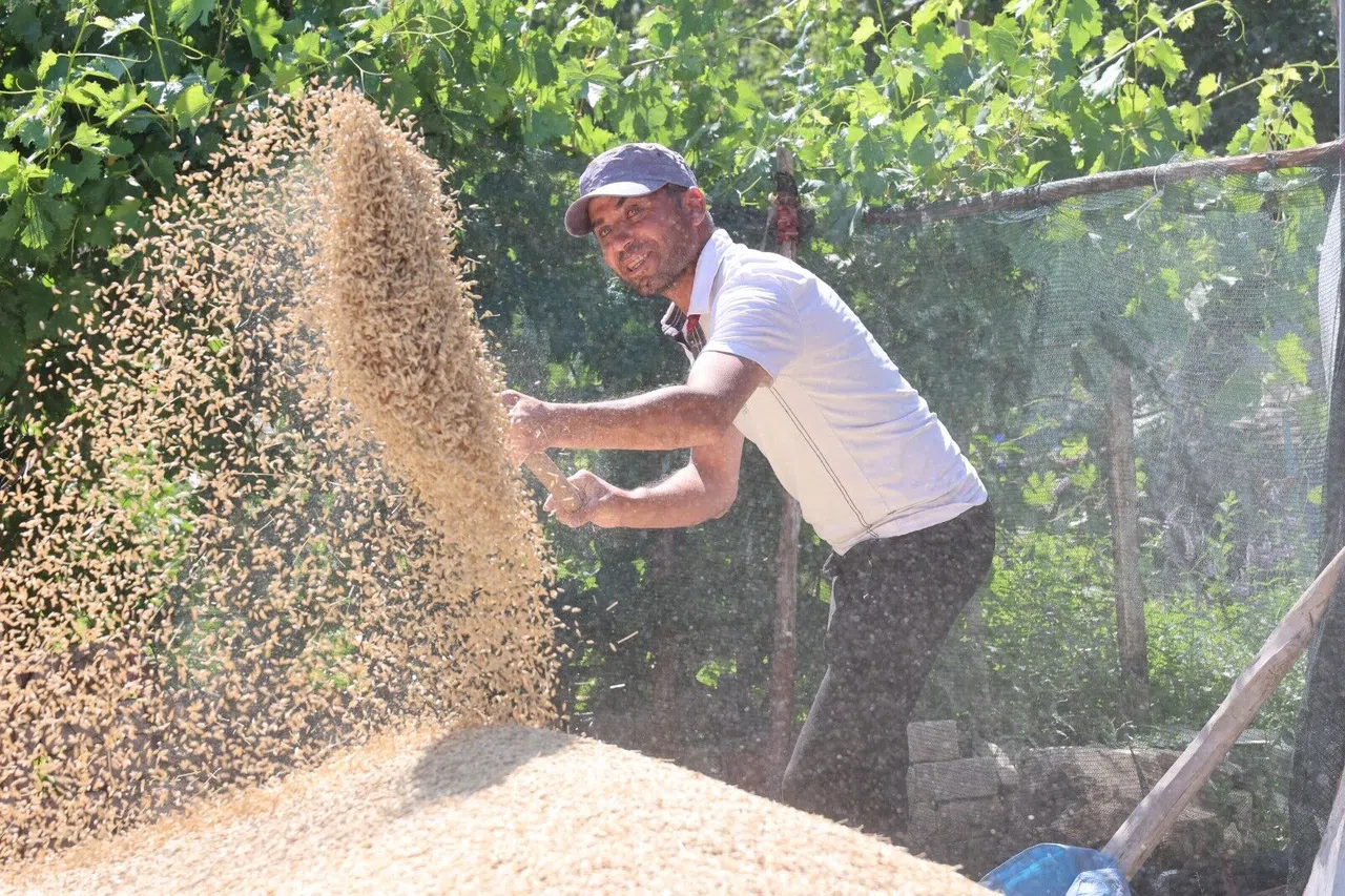 Hibe Tohumların Buğday Hasadı Başladı