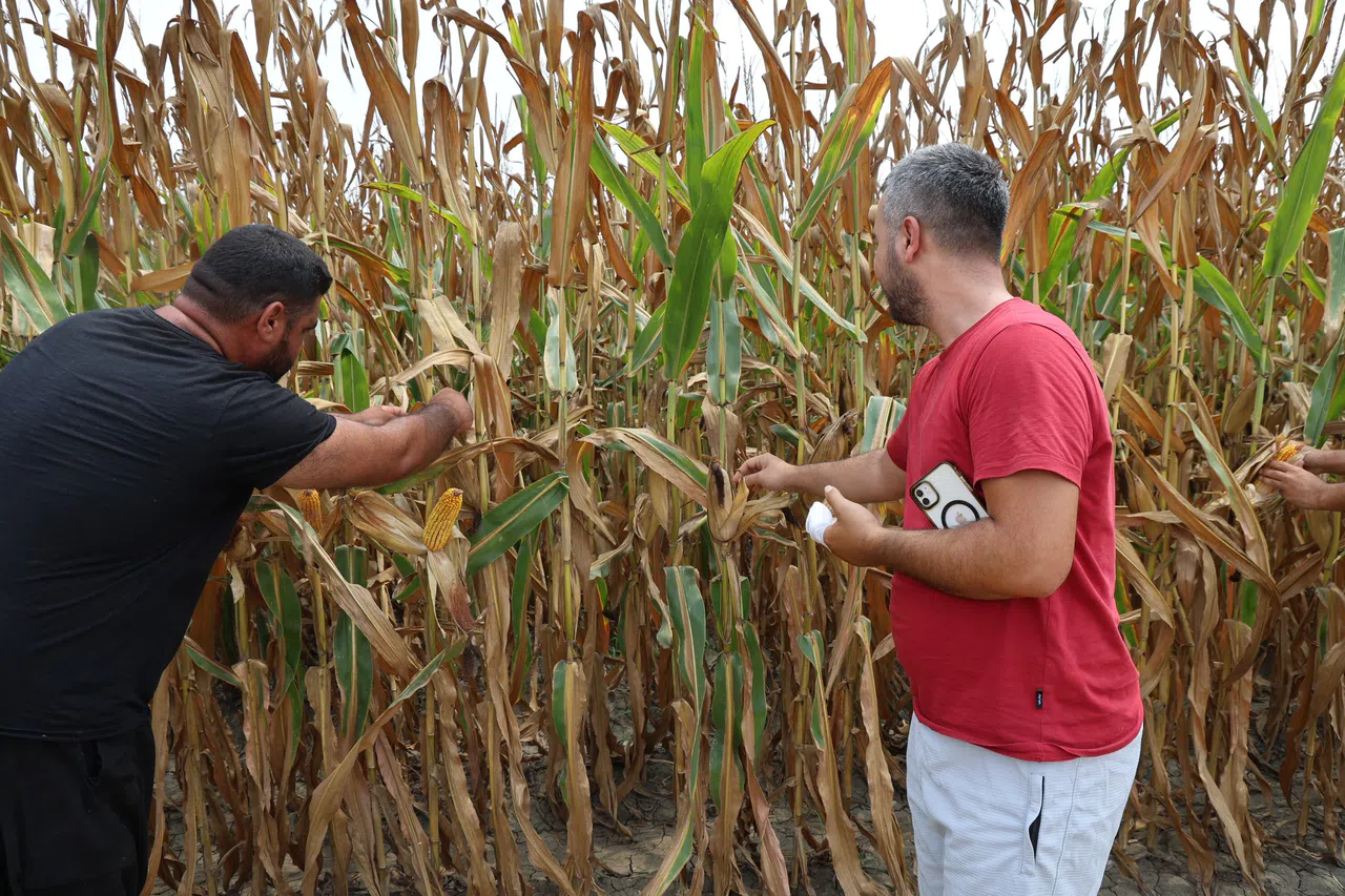 Mısır Hasadı Başladı