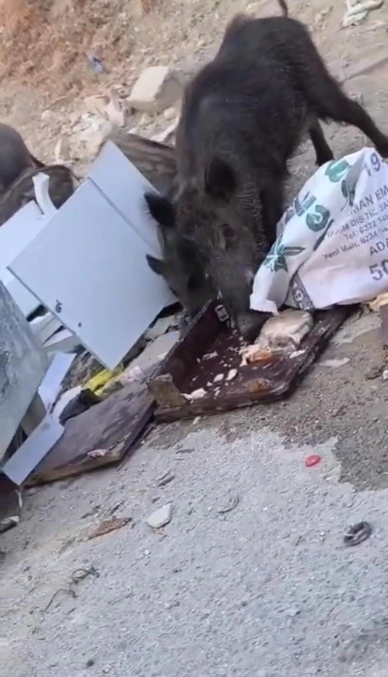 Aç Kalan Domuz Sürüsü Çöpte Yiyecek Aradı