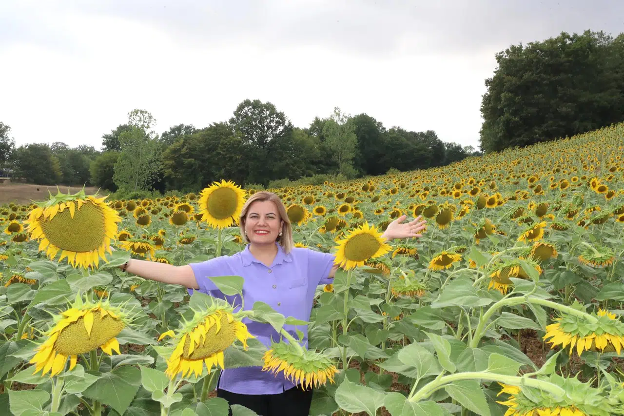 Ayçiçek tarlalarından yağ üretecek