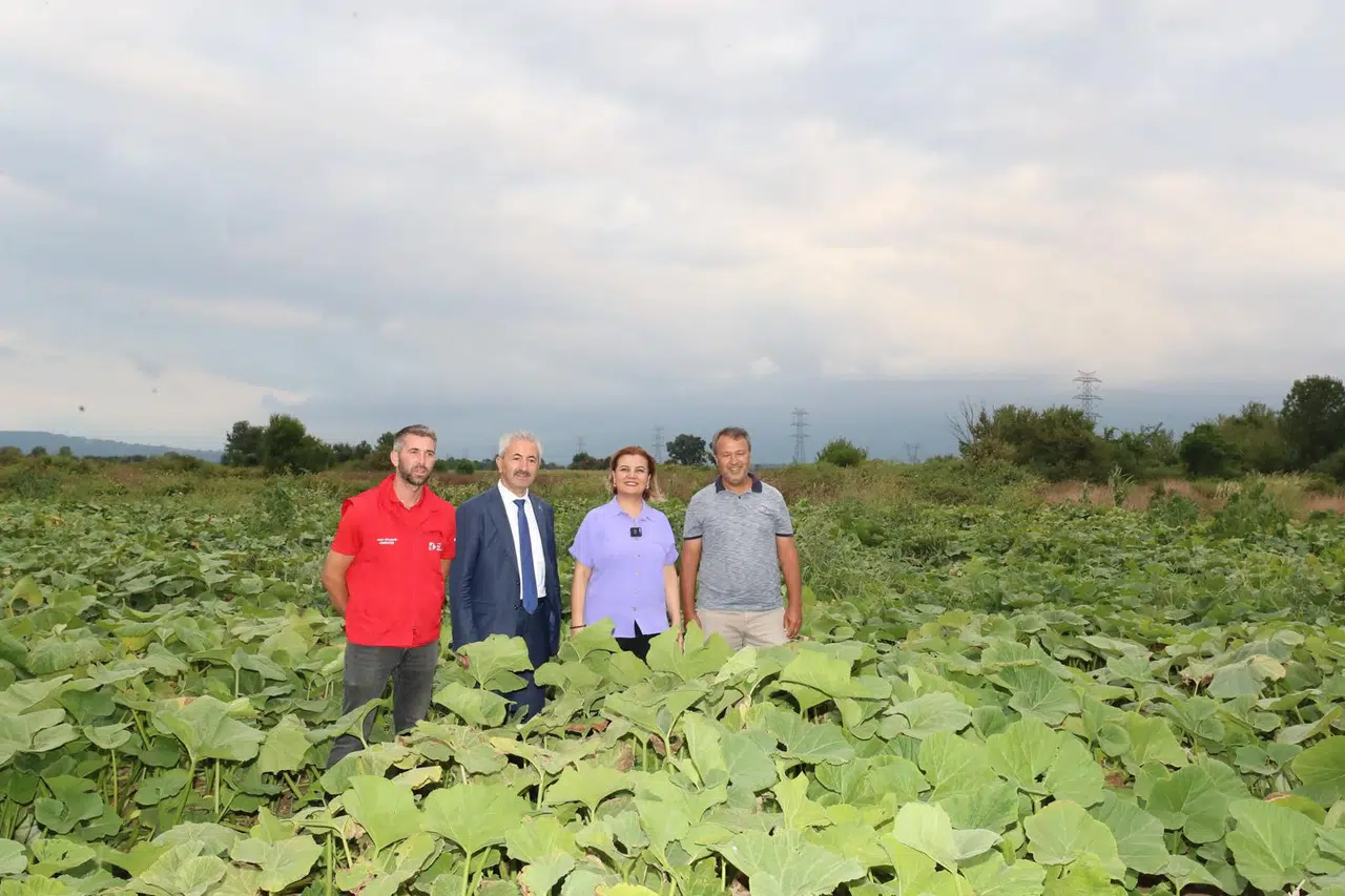 Balkabağı üretimine yerel destek