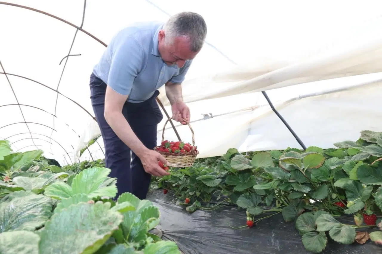 Başkan Büyükakın çilek hasadına katıldı