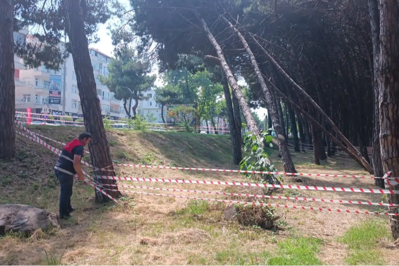 Can ve mal güvenliğini tehdit eden ağaçlara müdahale edilecek