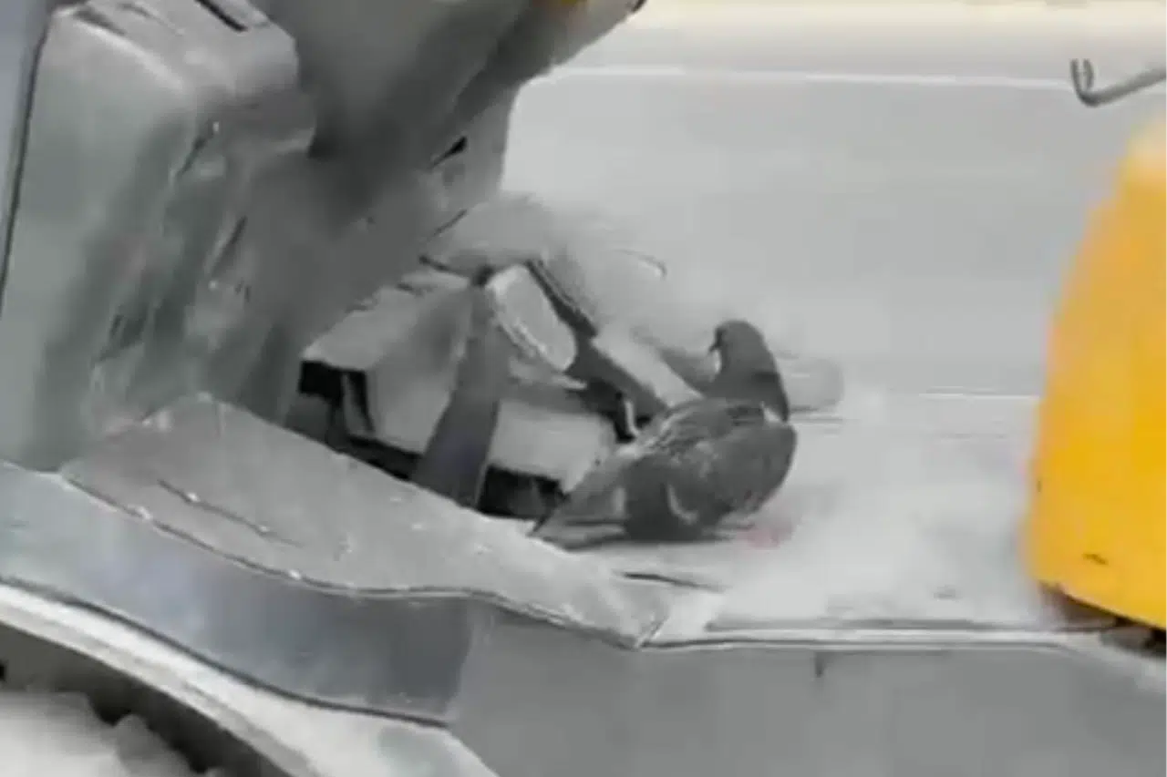 Forkliftte seyahat eden kuş gülümsetti