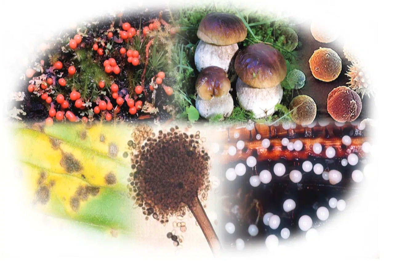 Gıdalardaki bitki toksinlerine ilişkin numunelere AB uyumu