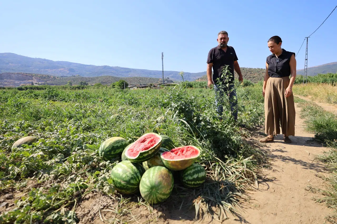 Karpuz tarlasında umut filizlendi! Üretici çaresiz, belediye destekte