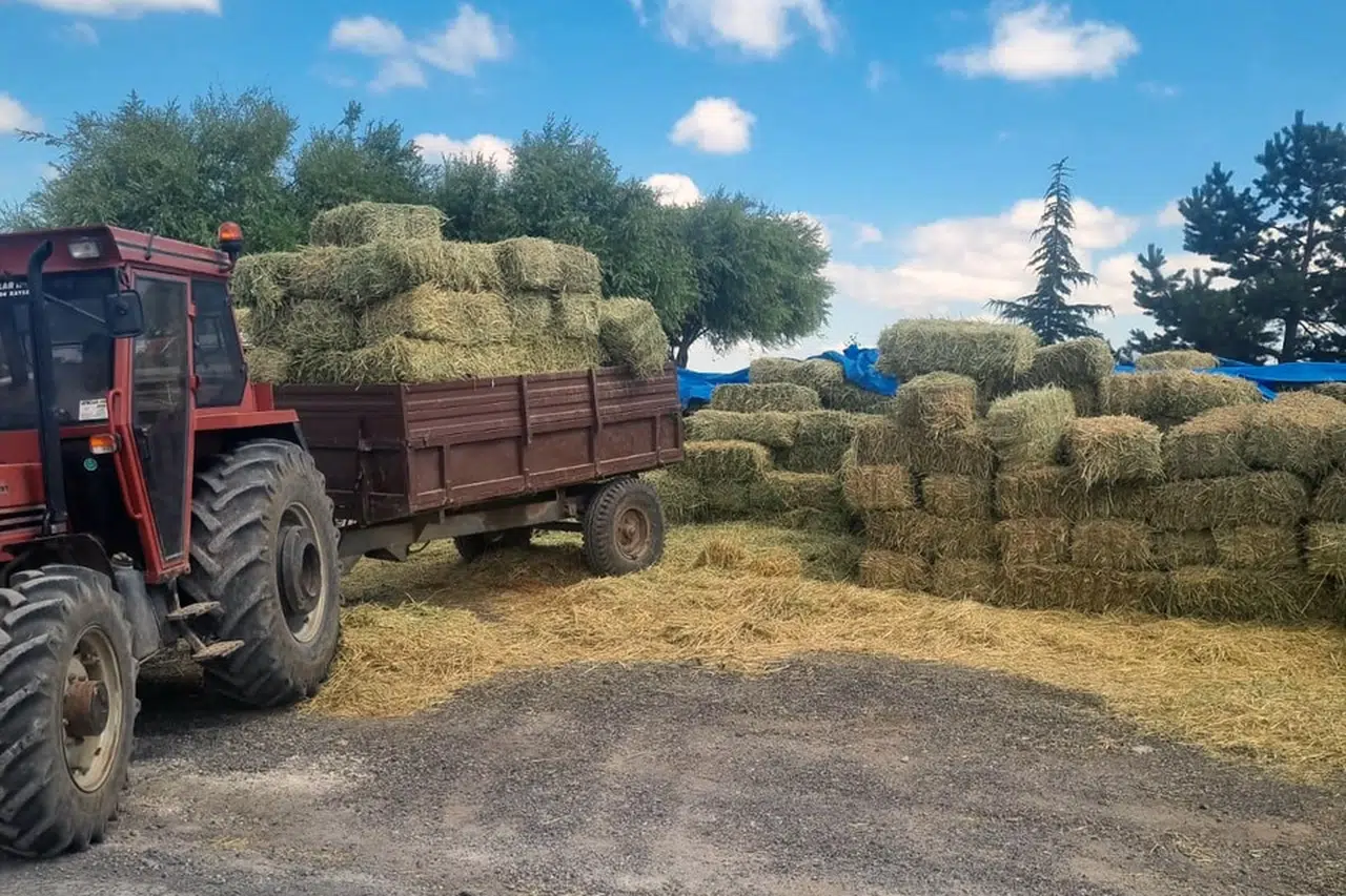 Kayseri Talas'tan üreticiye yem desteği