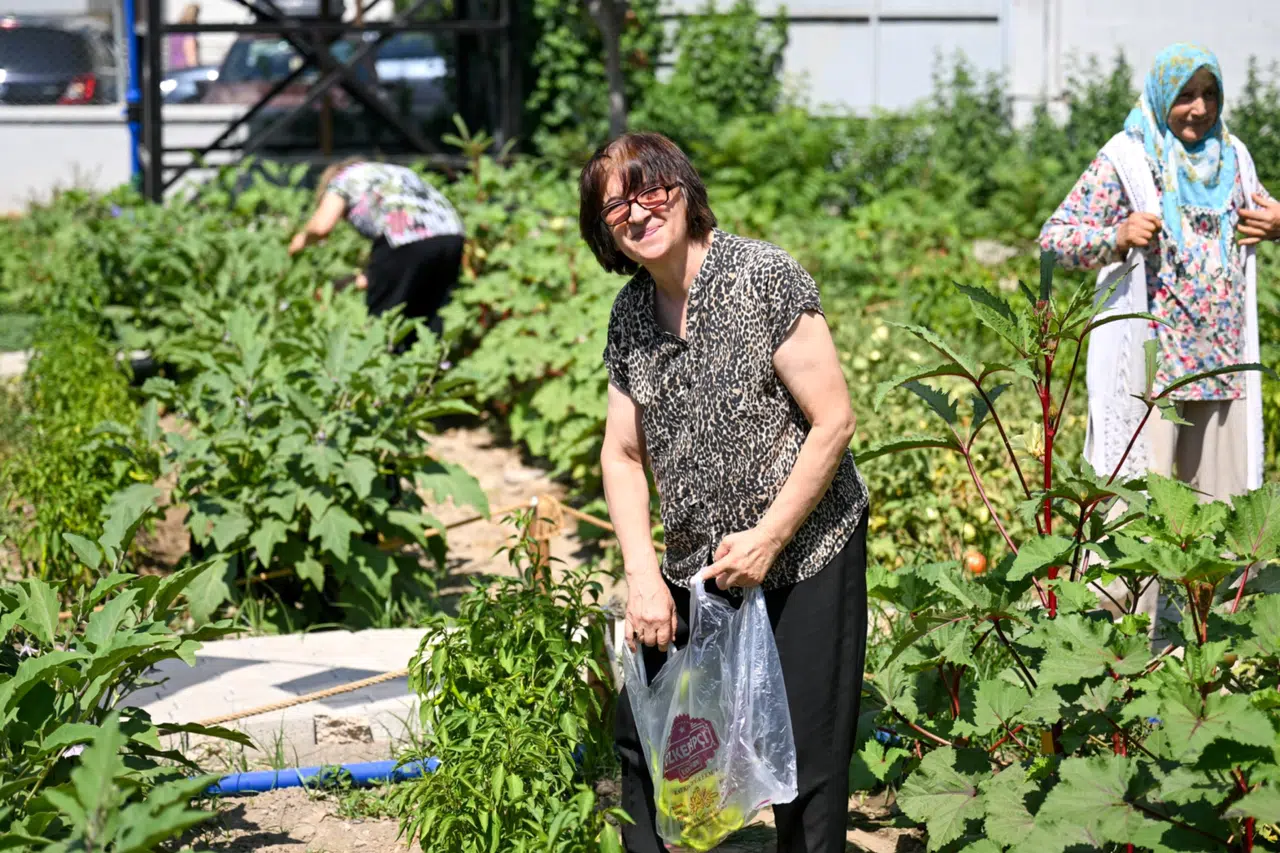 Kent Bostanları’nda hasat sevinci