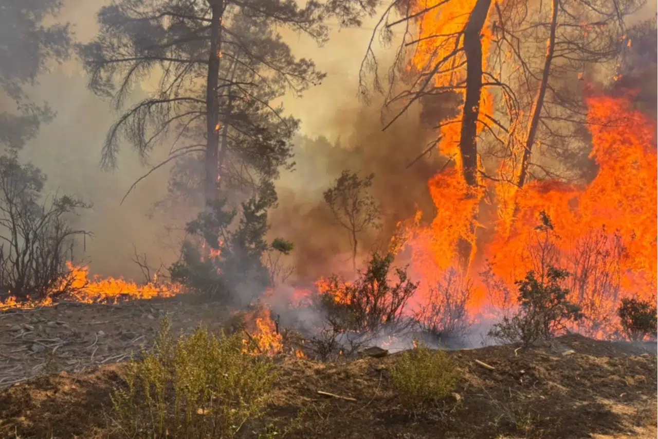O ilde ormanlara giriş yasak!
